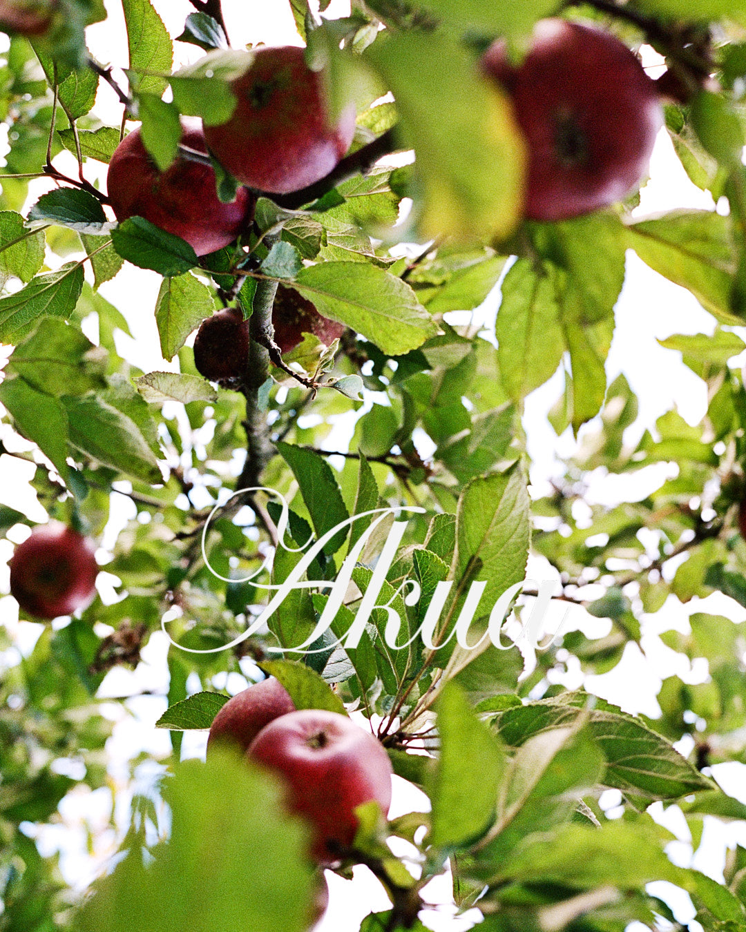 Red apples on a tree.