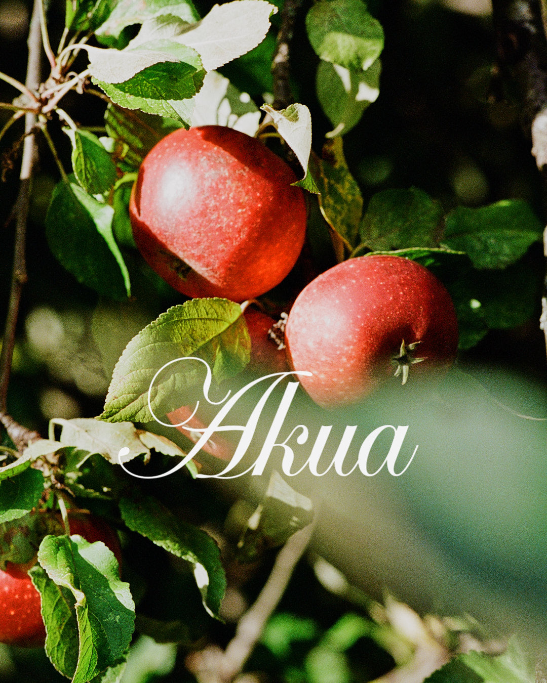 Red apples on a tree.
