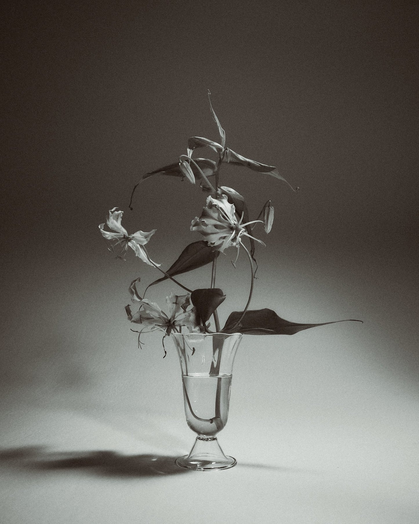 Alban Tulip Vase