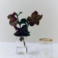 Peter Glass Small - Set of Four