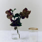 Peter Glass Small - Set of four